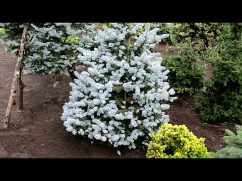 コロラドスプルース、ブルーモミ、ブルースプルース、エゾマツ「フープシー」