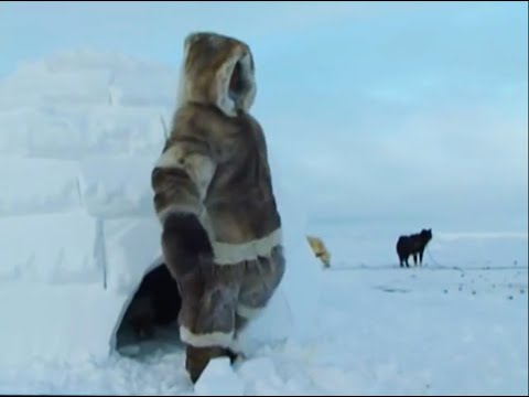 Building My First Igloo | A Boy Among Polar Bears | BBC Earth