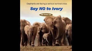 Elephant topic three: Say no to ivory !#animals #elephant,#animal lover