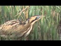 Bittern booming at RSPB Minsmere - YouTube