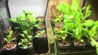 How To Treat Aphids Infestation Hydroponic Indoor Garden