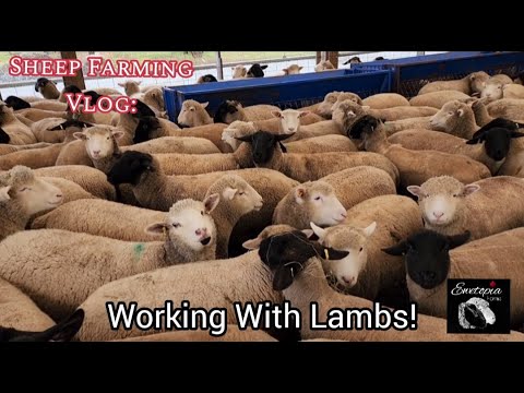 , title : 'Working With Sheep: Deworming, Sorting and Scanning Lambs'