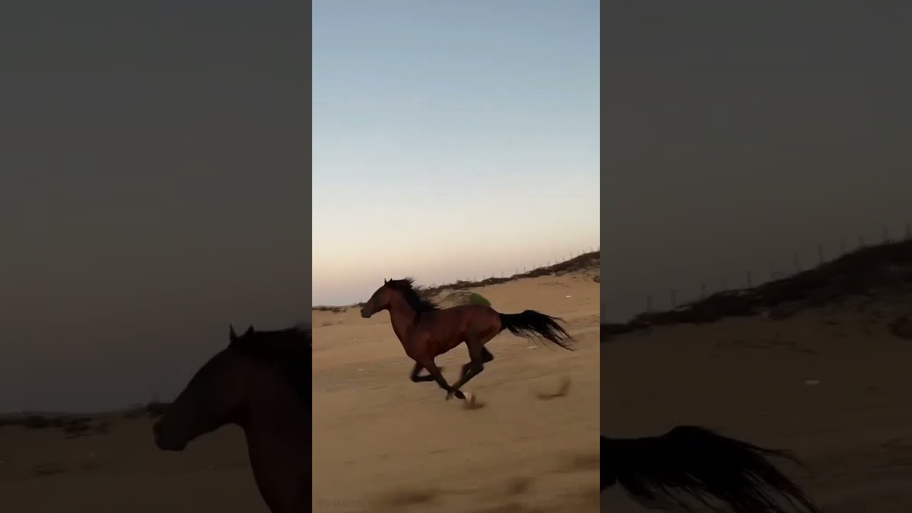 Mustang horse running #status #shorts