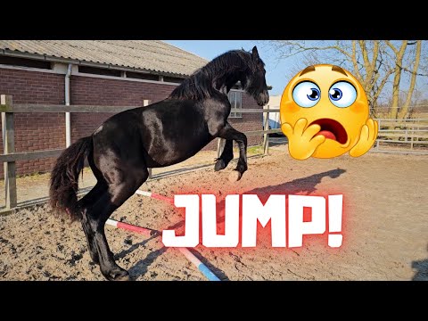 Jumping Belle Uniek!! | Kicking the jolly ball... | We're going ice skating | Friesian Horses