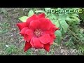 Red Rose Flower (Rosaceae) Flor Rosa vermelha ...
