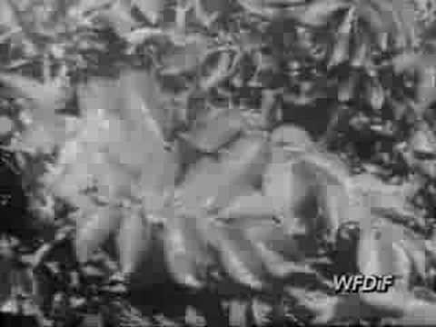 download lagu mp3 mp4 Stonka Ziemniaczana, download mp3 Stonka Ziemniaczana free download mp3, download mp3 Stonka Ziemniaczana