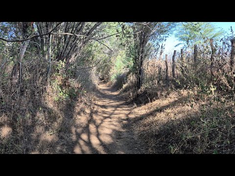 Corredor centenário na Arara Itapetim PE em 06-09-26 