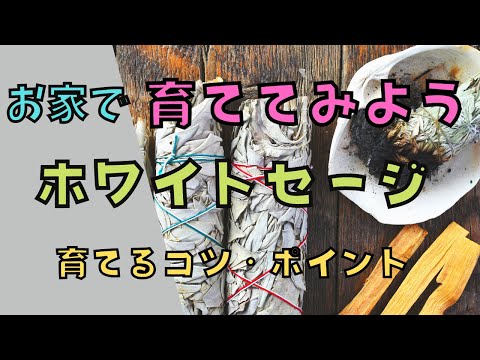 ホワイトセージ 植物