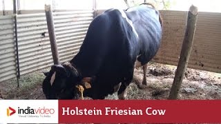 Holstein Friesian Cow from Europe