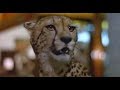HORROR Film Favourites WILD BEASTS 1984 Review