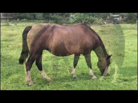 CAMPANA DO REBOLIÇO