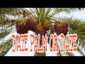 WHAT IS DATE PALM OR DATE AND THEIR BENEFITS