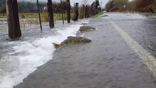 How the fish cross the road_|_মাছ কিভাবে রাস্তা পার হয়