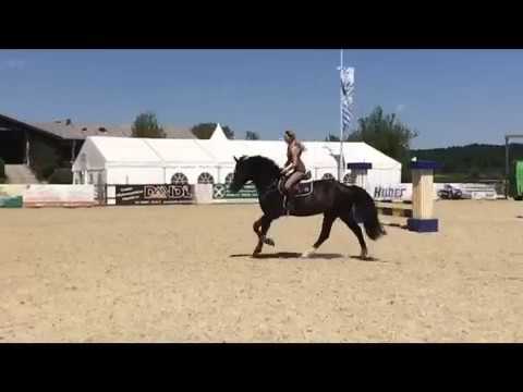 Bocaccio (Balout du Rouet x Arpeggio) *2011