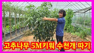고추나무 만들기 5M키워 수천개 따기~