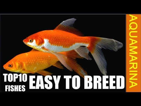 Top 10 easy to breed aquarium fish varieties