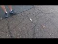 It Was Raining Fish In Texas