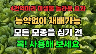 엽채류 상추 얼갈이 청경채 쑥갓 시금치 재배노하우 뿌리발근제 추천 트리코마 루브스 사용방법