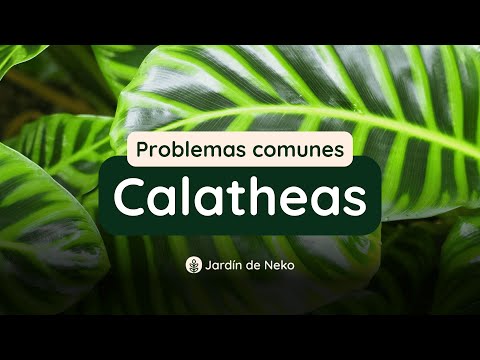 Common problems with Calatheas | Curled leaves, dry leaves, brown leaves 🍃😩