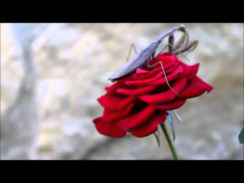 National Geographic a la cordobesa