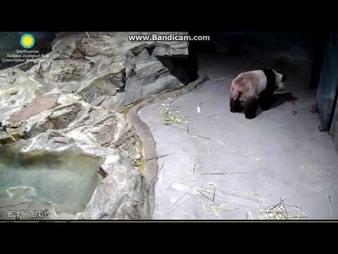 2017.05.24 #MEI IN ESTRUS# PAPA WAITING TO GO OUTSIDE