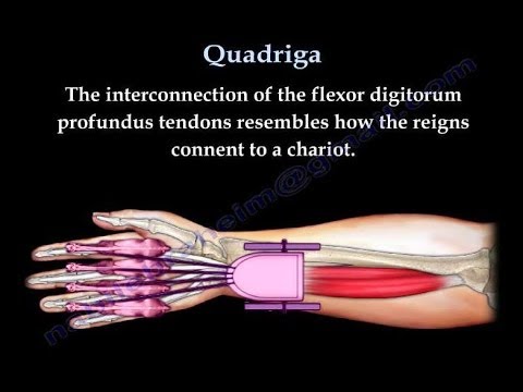 Quadriga - Everything You Need To Know - Dr. Nabil Ebraheim