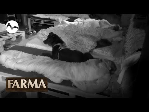 Majú strach zo psa! - FARMA