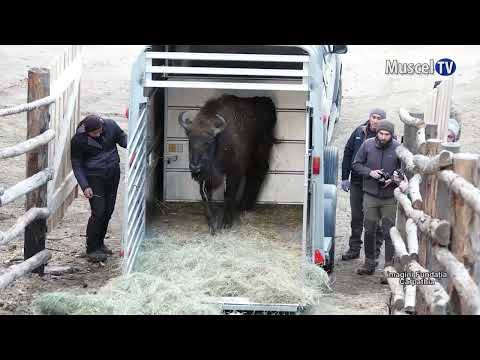 Jurnal MUSCEL TV 04.04.2023 Zimbri la Nucşoara