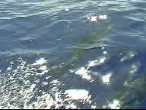 Madeira 2009 Delfin-Watching-Tour, Madeira/Funchal,Portugal