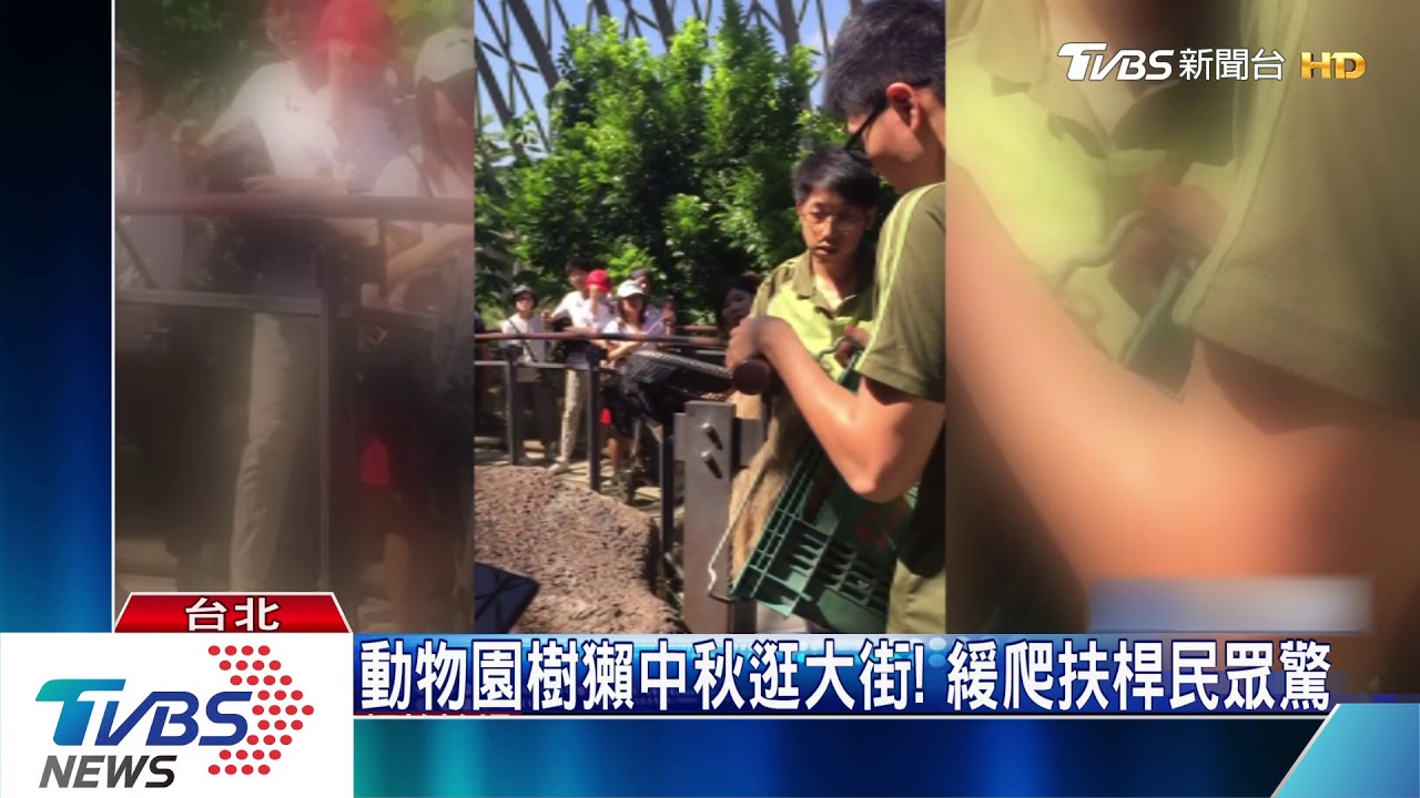 動物園樹獺中秋逛大街！　緩爬扶桿民眾驚