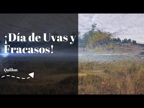 ¡Día de Uvas y Fracasos! 🍇🐟 PESCA en el Río Itata: Visitamos un Viñedo Olvidado en Quillón