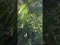 Kya Khub Lagti Ho Birds