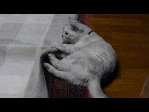 Jun and his Cat 　夫とネコ (Jun and his Cat 　夫とネコ)