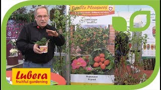 Double Pleasures -  die neuen rosablhenden Zier-Erdbeeren von Lubera