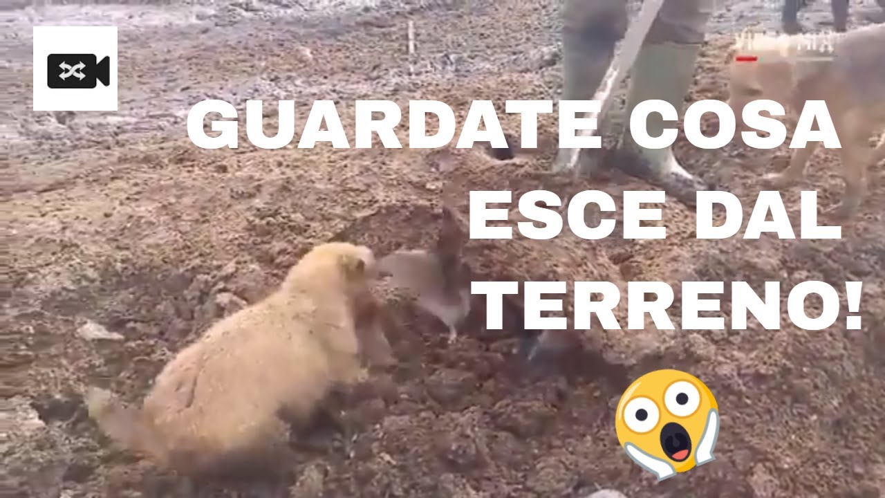 Watch Now TANTISSIMI TOPI ESCONO DAL TERRENO TANTISSIMI TOPI ESCONO DAL TERRENO