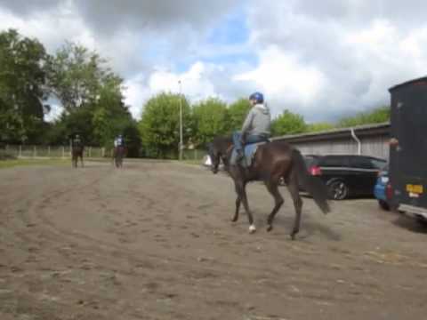 Dark Eagle Derby Prep