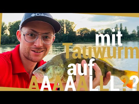 Angeln auf Aal & dann kam DAS 😬🙈 neue Grundmontage mit Tauwurm | Angel im Sommer am Fluss Rhein