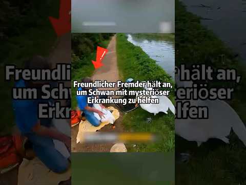 Mann untersucht einen Schwan wegen seltsamer Bewegungen 🦢#Tierrettung #Unerwartetes