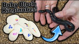 Baby Black Kingsnakes Hatching!
