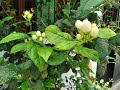 Malligi Poo Poothirukku Malligi Poove Malligai Poove Parthaya Malligai Poovukku Kalyanam