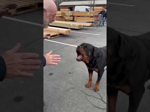 Why is this man cautiously approaching the dog? 🐕