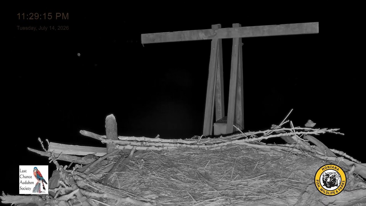 Live webcam view of Spring Meadow Osprey Nest Cam