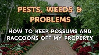 How to Keep Possums and Raccoons Off My Property