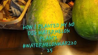 The beginning of planting my No Dig watermelon plants #watermelonwaz2025