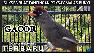 Download lagu Suara Poksay Mandarin ini Yang Membuat Poksay Anda Langsung EMOSI ll Pancingan AMPUH mp3