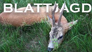 STARKER Bock zur Blattzeit &amp; SPANNENDE Jagd auf Sauen bei bestem Licht (Copterpro Jagd)