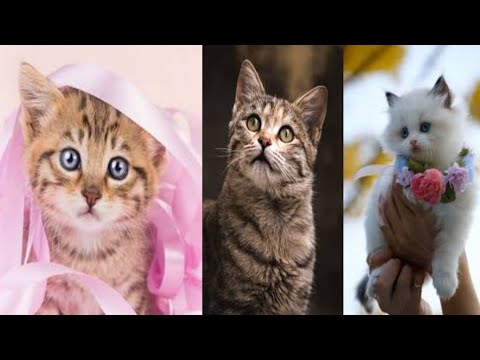 YouTube Video Cat//Bast Super cats #funny video#youtube Chunnu Animals
