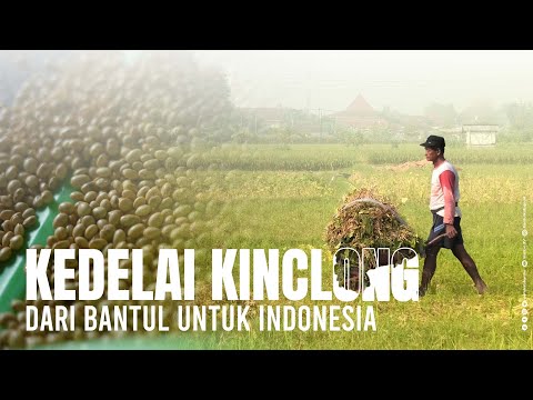 Kedelai Kinclong dari Bantul Untuk Indonesia