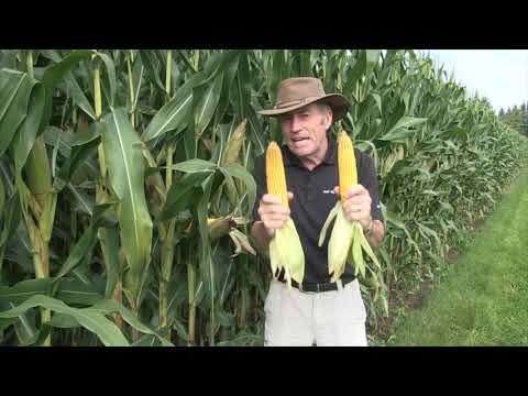Corn School: Planting Depth Lessons