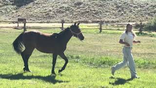 Video 1